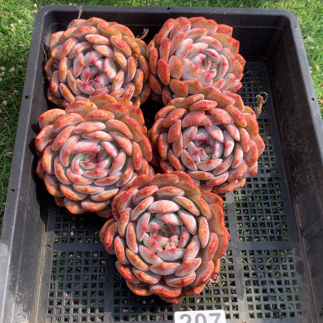 207橙子多肉植物组合