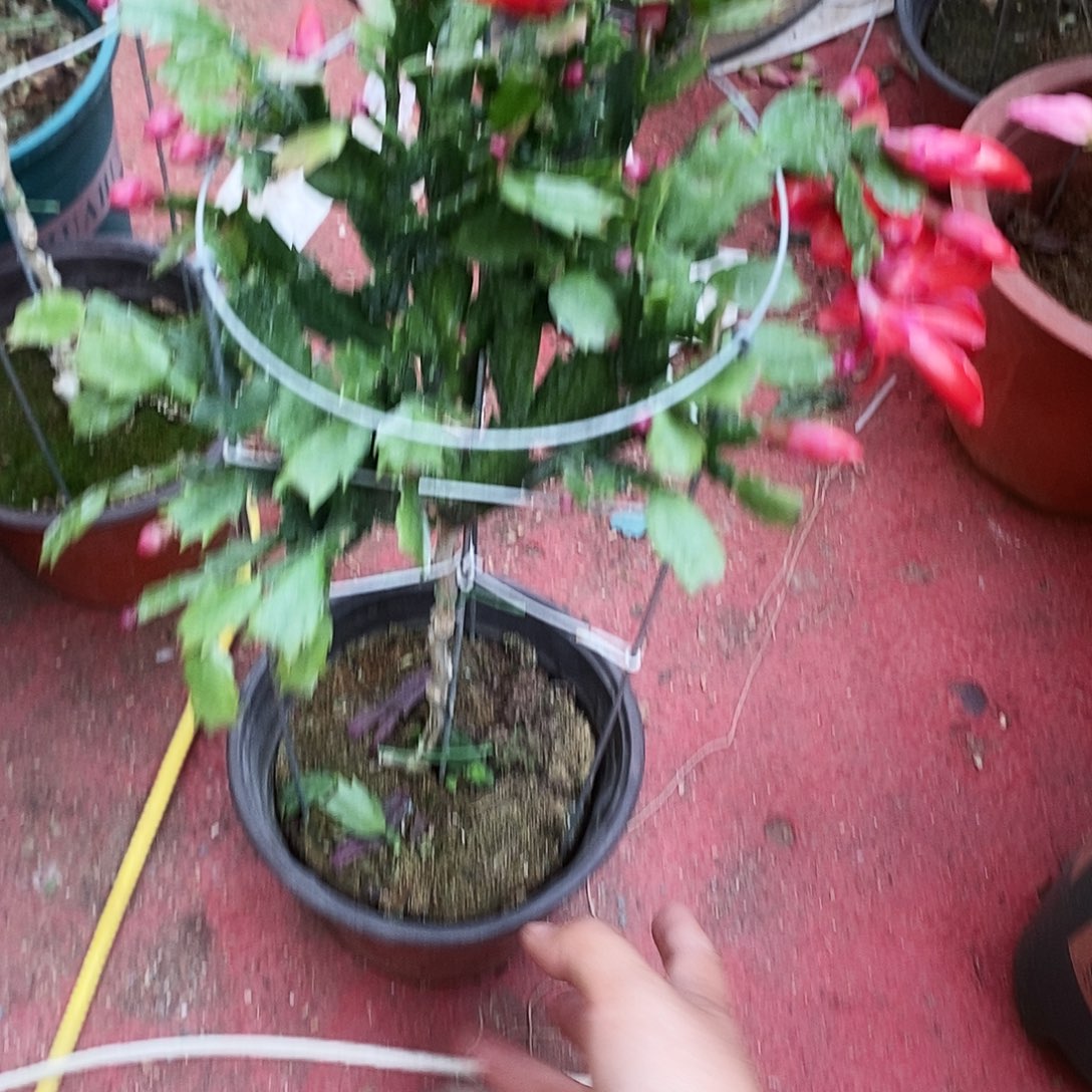 静***心完全开放福利款单层