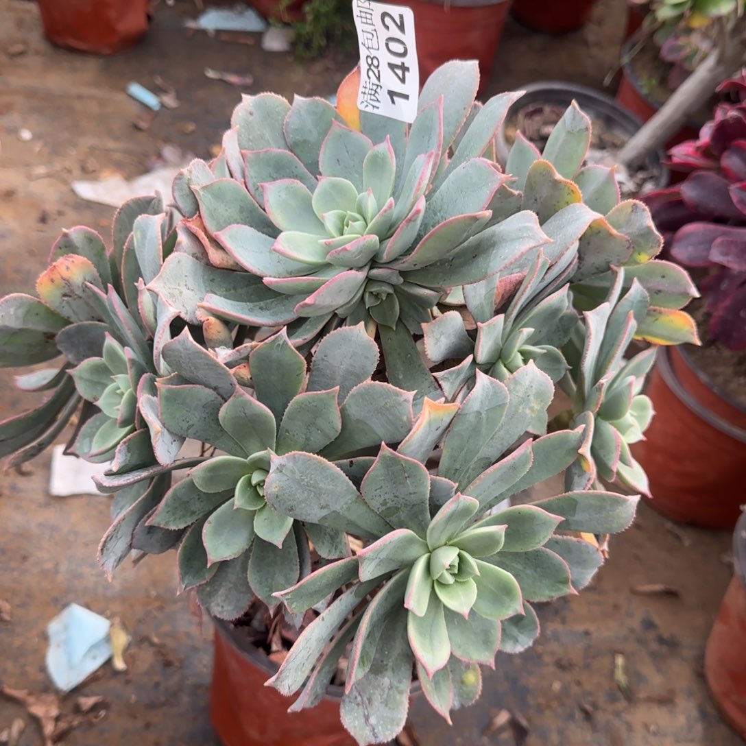 粉仙桃多肉1402满28包邮断枝不包