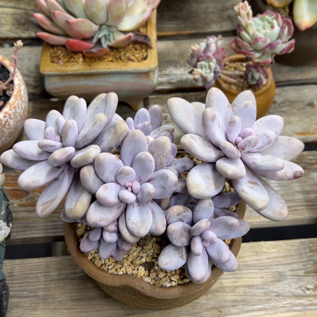 美人杂28 零零多肉植物