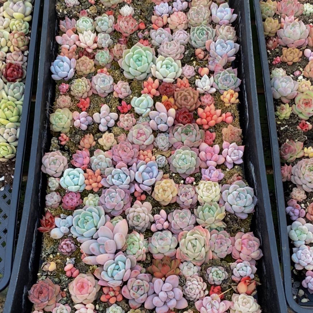 512点人气爆棚的时候我