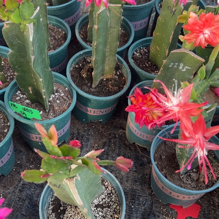 山***树58号037黄色重瓣8888888