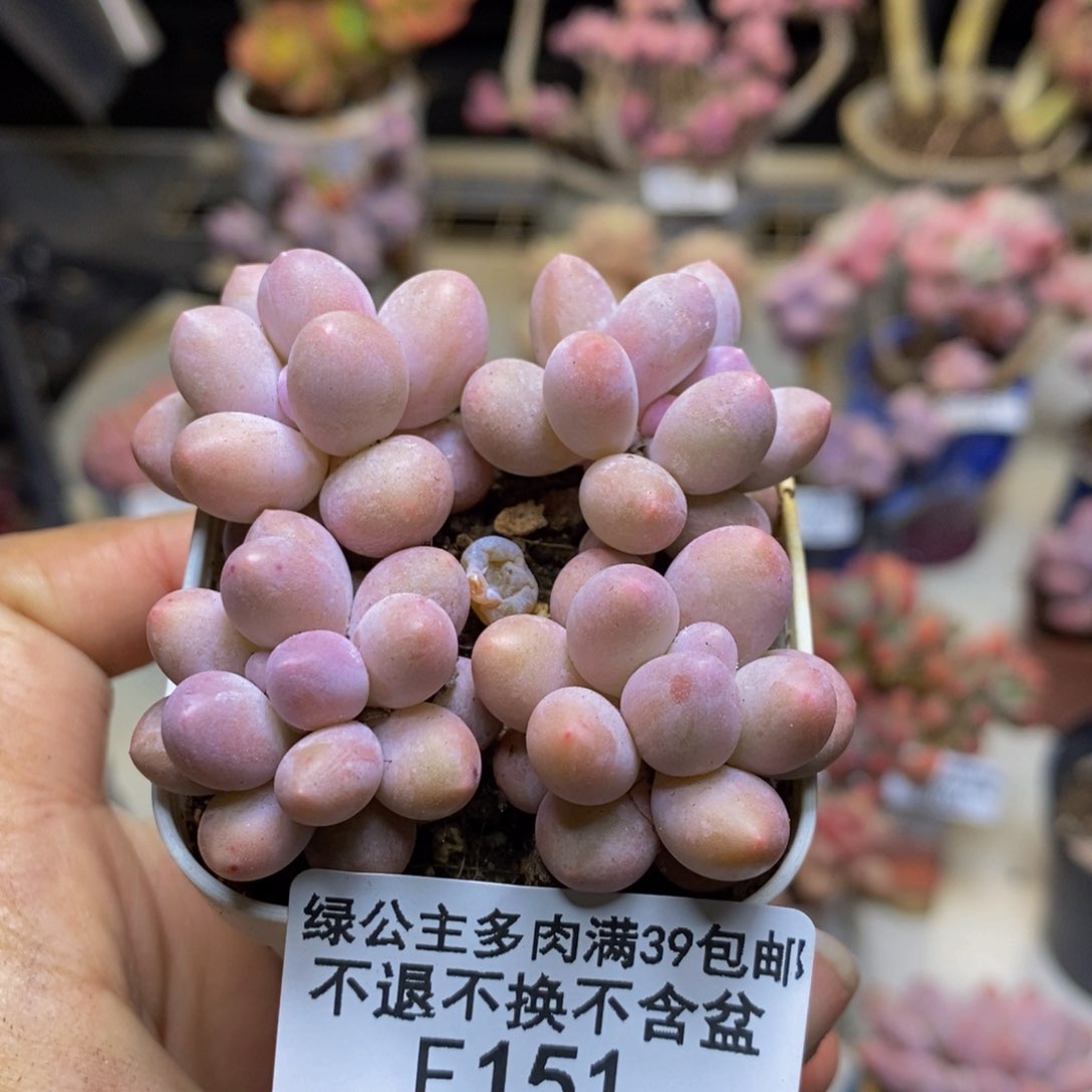 151粉泡泡四颗1.5cm