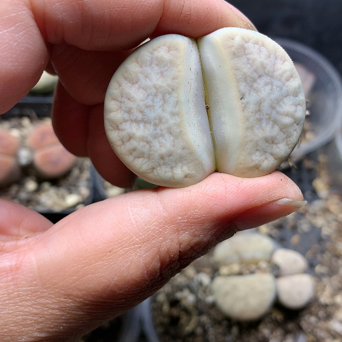 D459多肉植物保护