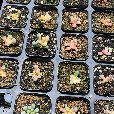 五十林玉锦22.8一盆8888888