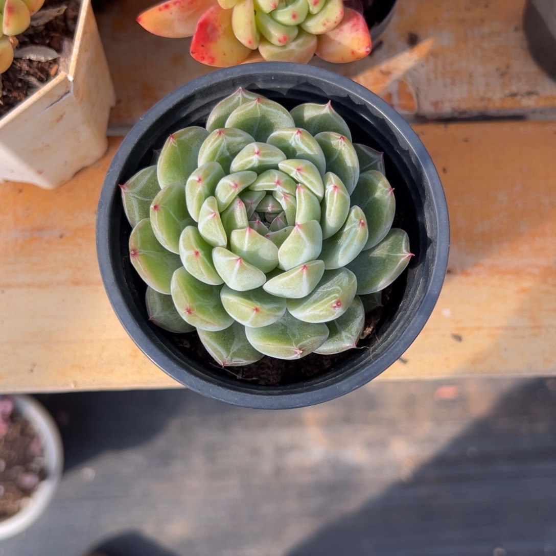 多肉雪花珍妮【非偏远满18包邮】