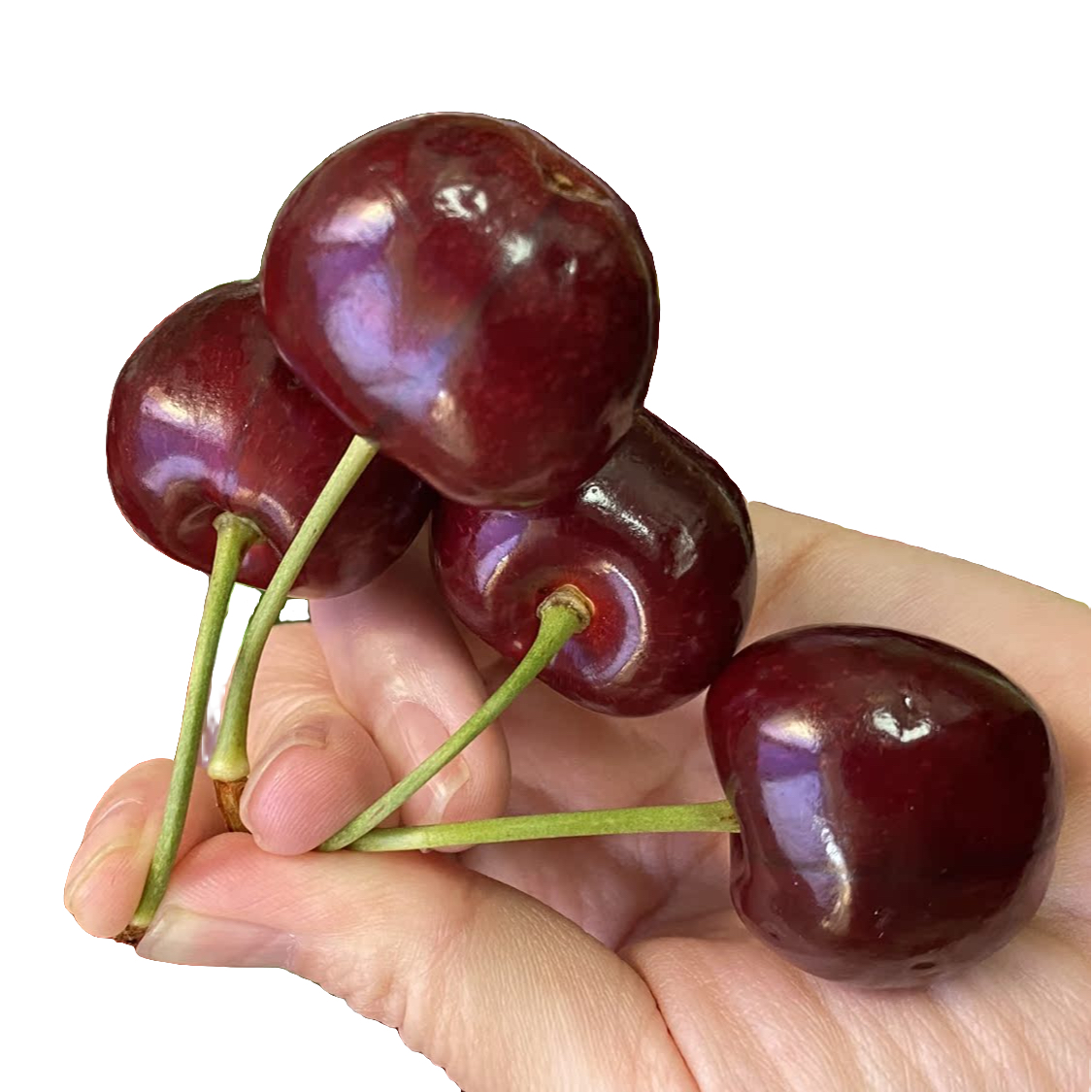 新鲜海运智利桑提娜JJ车厘子2斤装智利