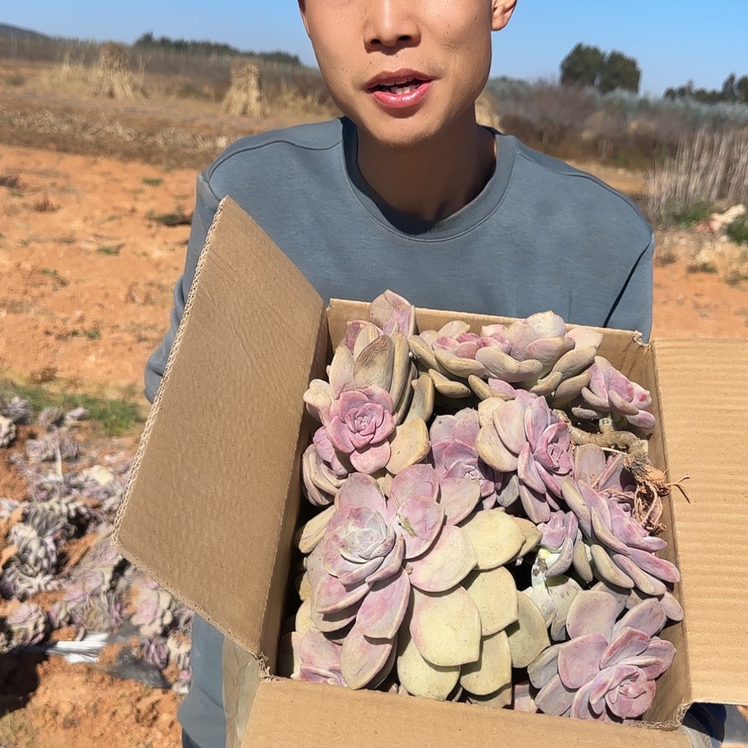 箱拍紫乐多肉轻微断肢不售后看好在拍