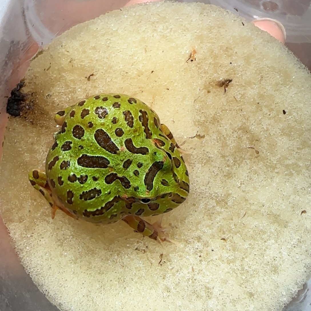 精品纯绿钟角蛙会叫