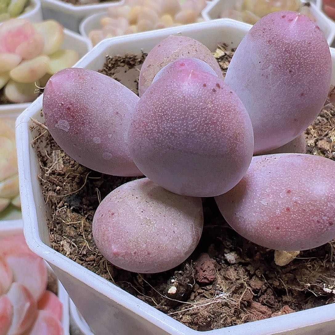 米可奶19包邮多肉植物