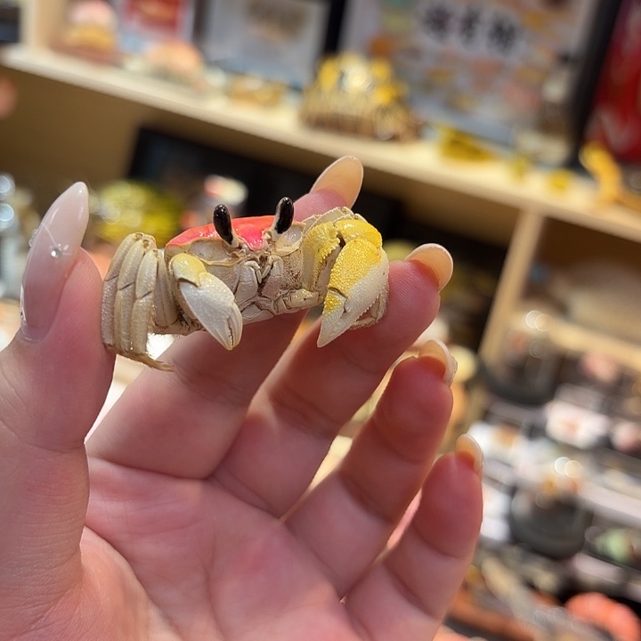 真实大眼萌蟹标本