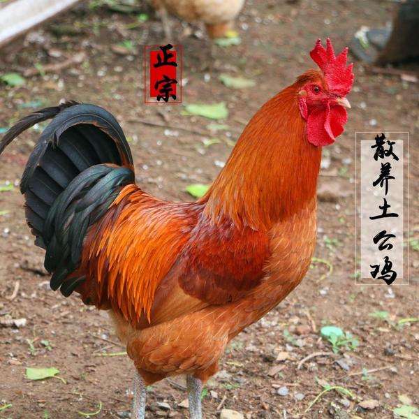 农家正宗散养大公鸡土公鸡农村土鸡公鸡新鲜现杀鸡肉散步农村公鸡