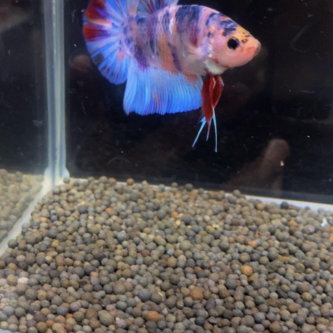 热带鱼公467巨斗