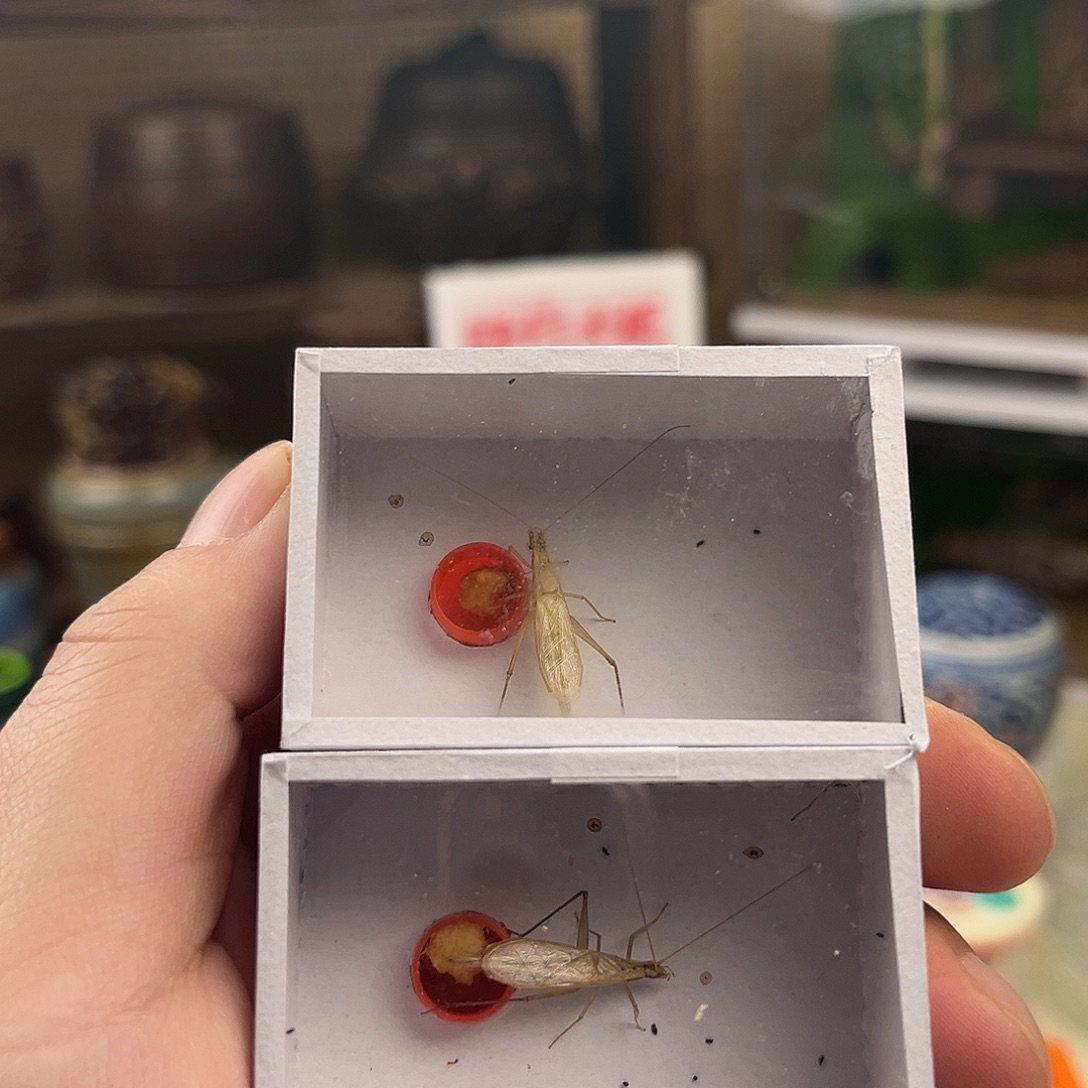 三条断须柬埔寨竹蛉