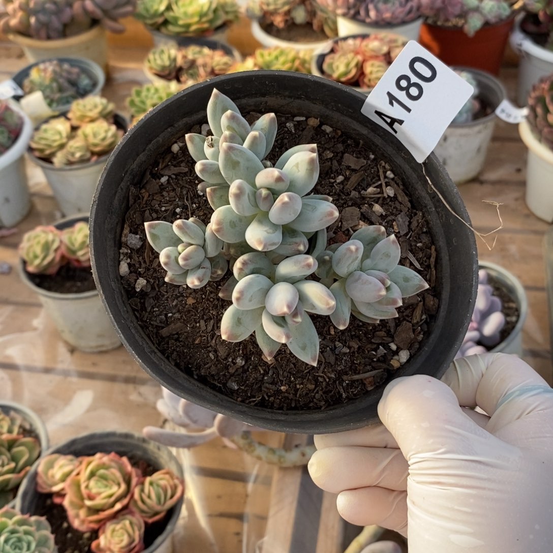 180星空美人一物一拍