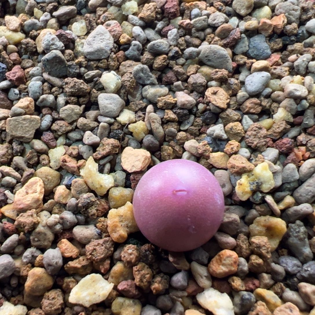 多肉单头优选v嘴杂一棵