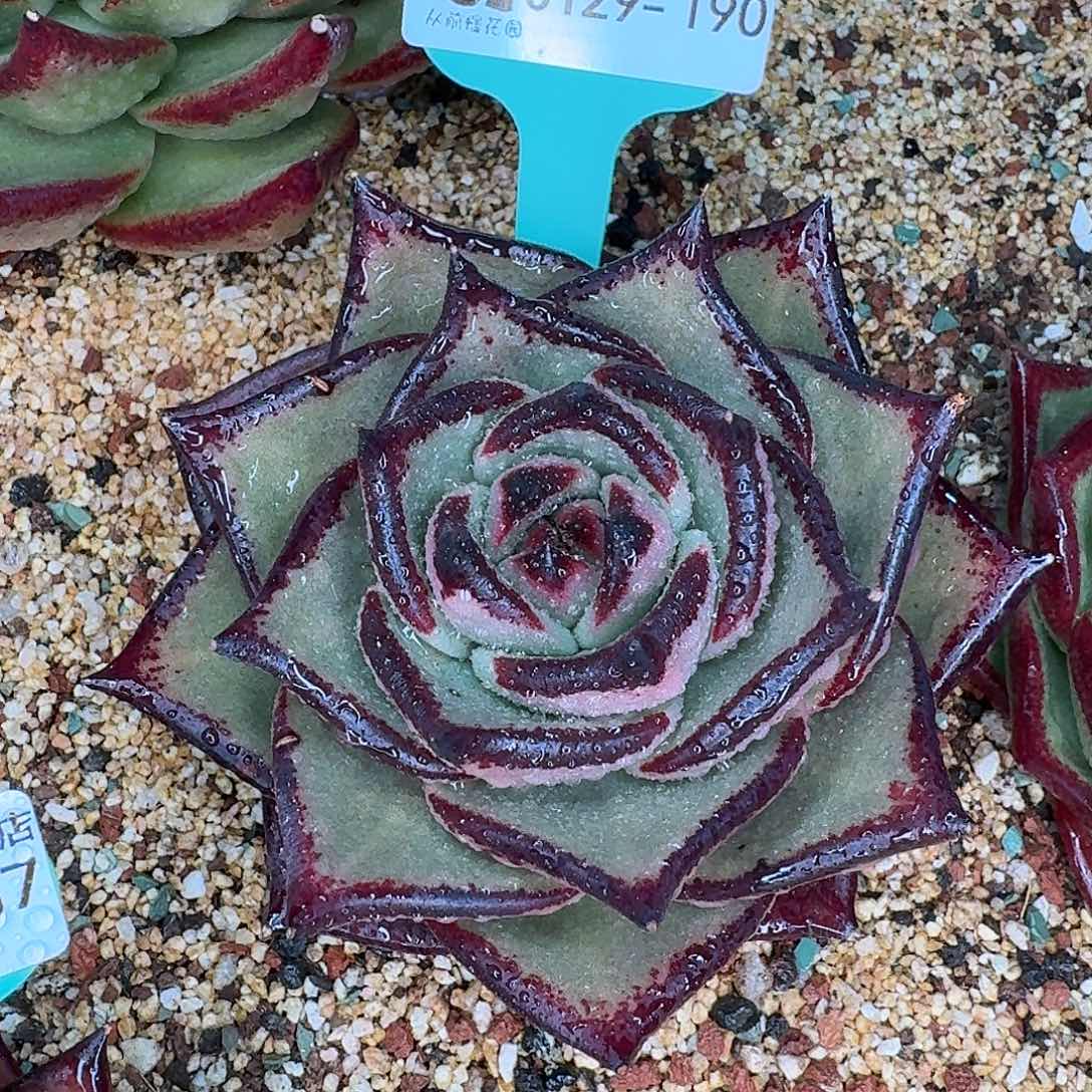 从前慢花园多肉0129-190