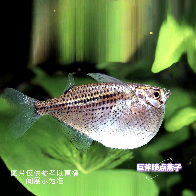 ［巨斧喷点燕子］小型热带鱼观赏鱼除油膜