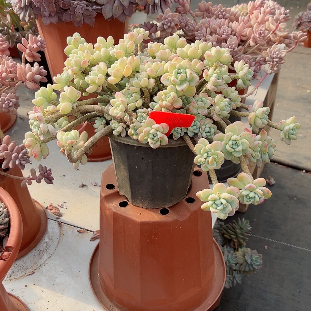 赫*拉1082劳尔多肉植物