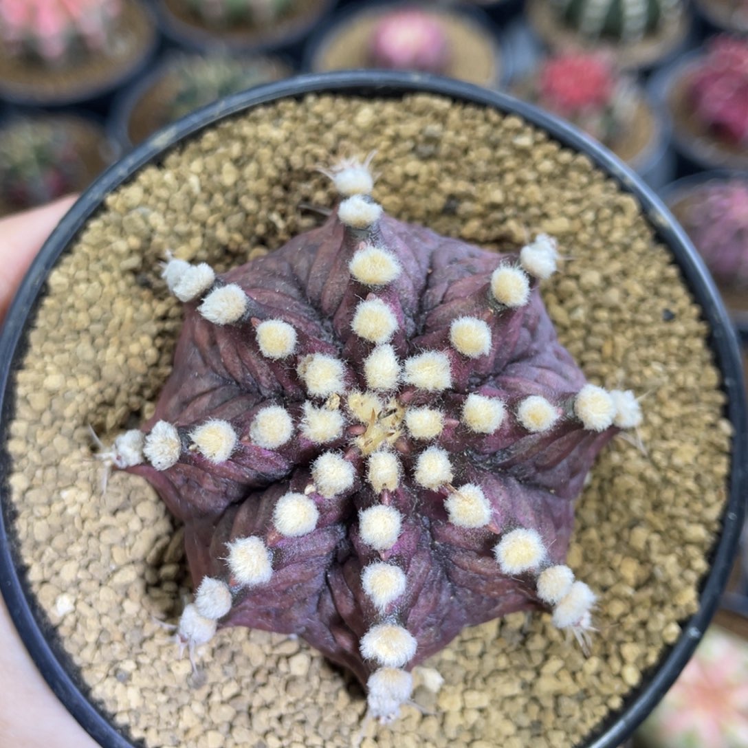 高绒恐龙0000000007