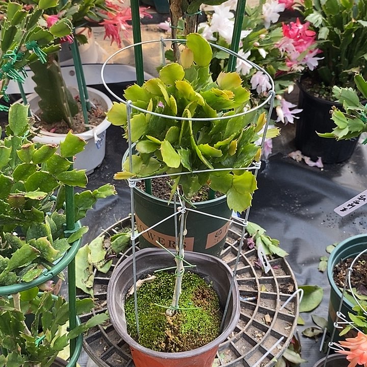 云**轻060叶仙嫁接蟹爪兰