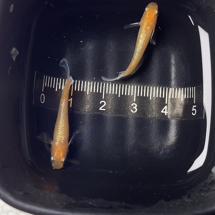 青鳉鱼林血一对，7号，满10包邮，可叠单