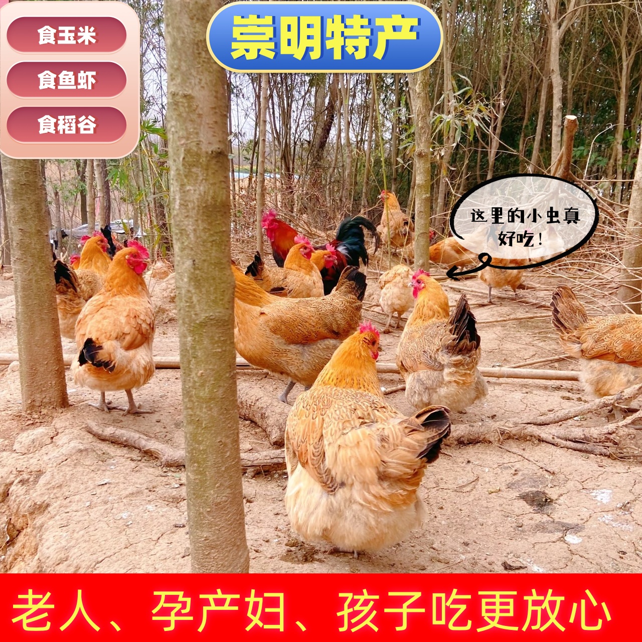 【现宰现杀次日新鲜送达】上海崇明生态岛黄油老母鸡单只净重2.5斤 林中散养 拒绝饲料 肉质鲜嫩紧实 煲汤必备
