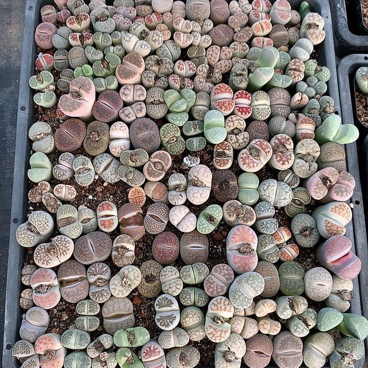 生石花混合非常非常好看