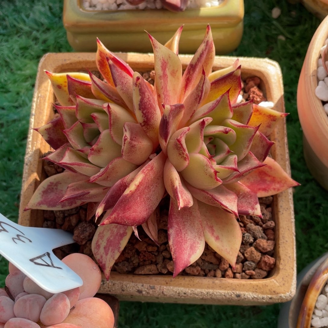 米亚多肉植物盆栽多肉