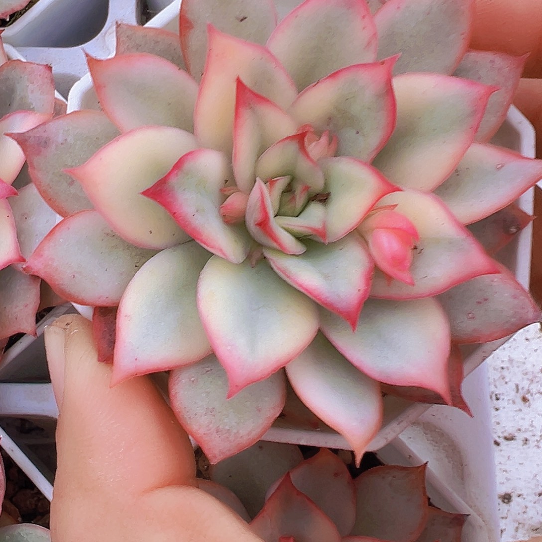 月光女神锦19包邮多肉