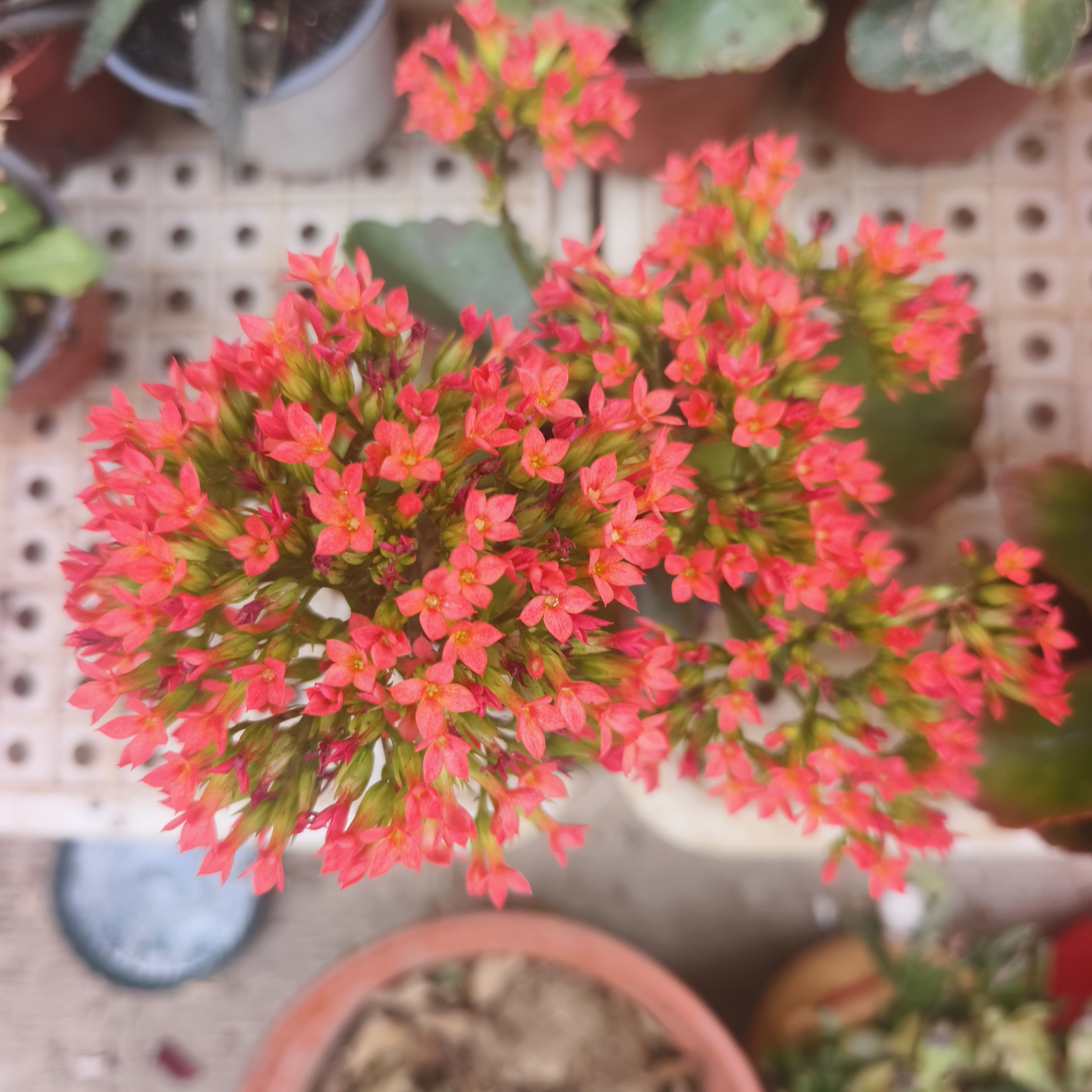 大颗120盆老桩橙红色凤尾   原盆原土发货