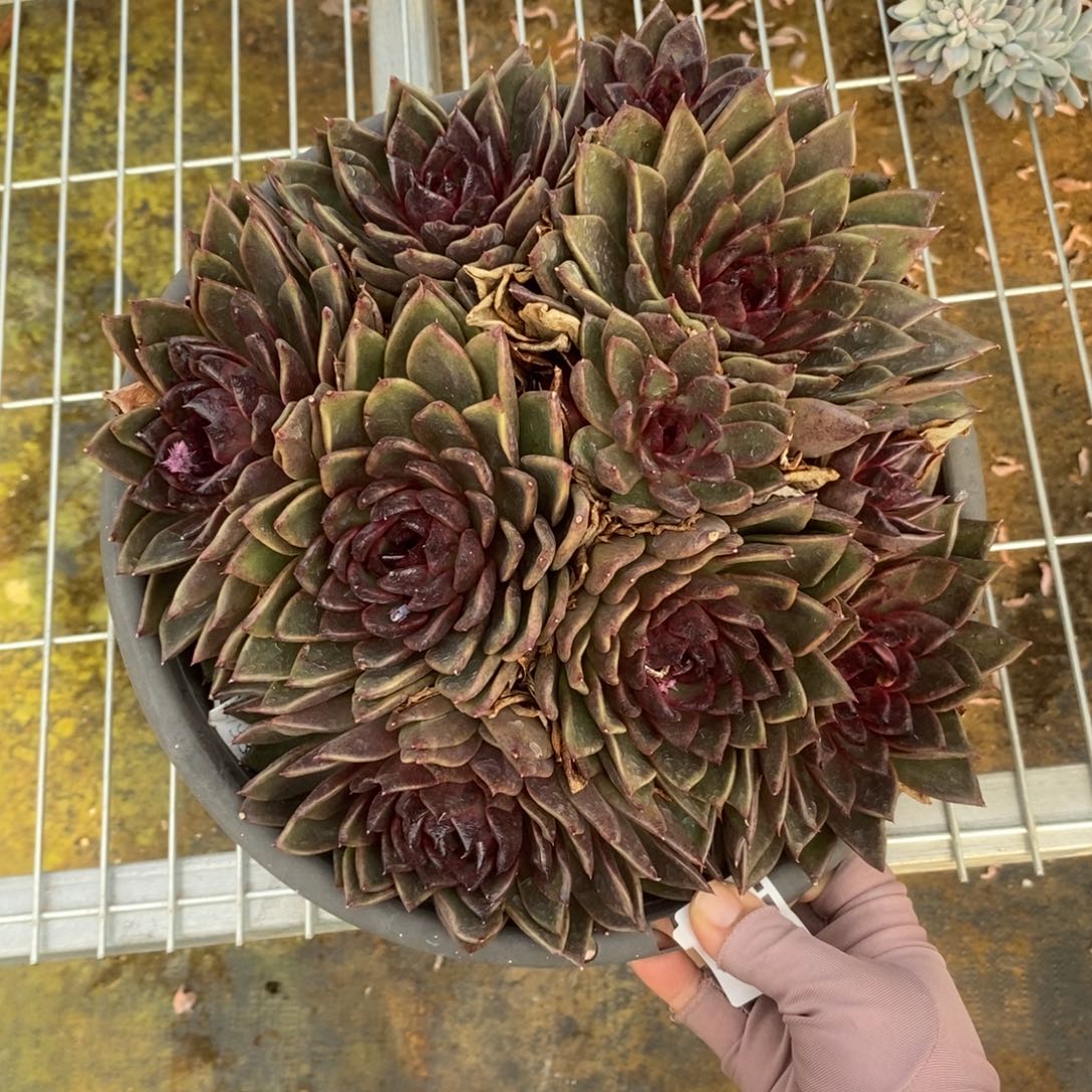 5740黑水晶一物一拍