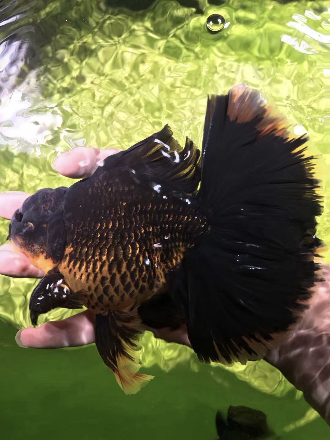 精品百褶鎏金兰寿   （以直播实物为准，到货凭开箱视屏享受售后）