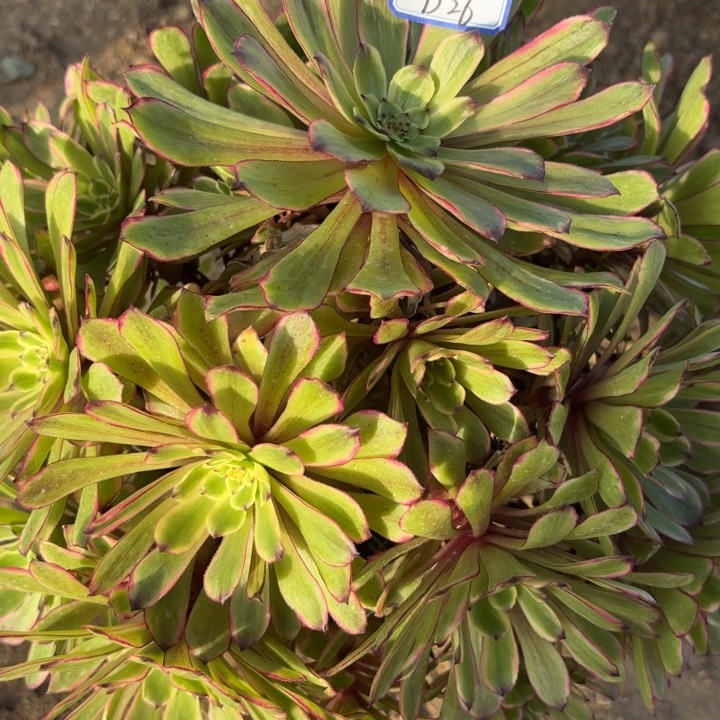 糖果粉黛多肉断枝不包26