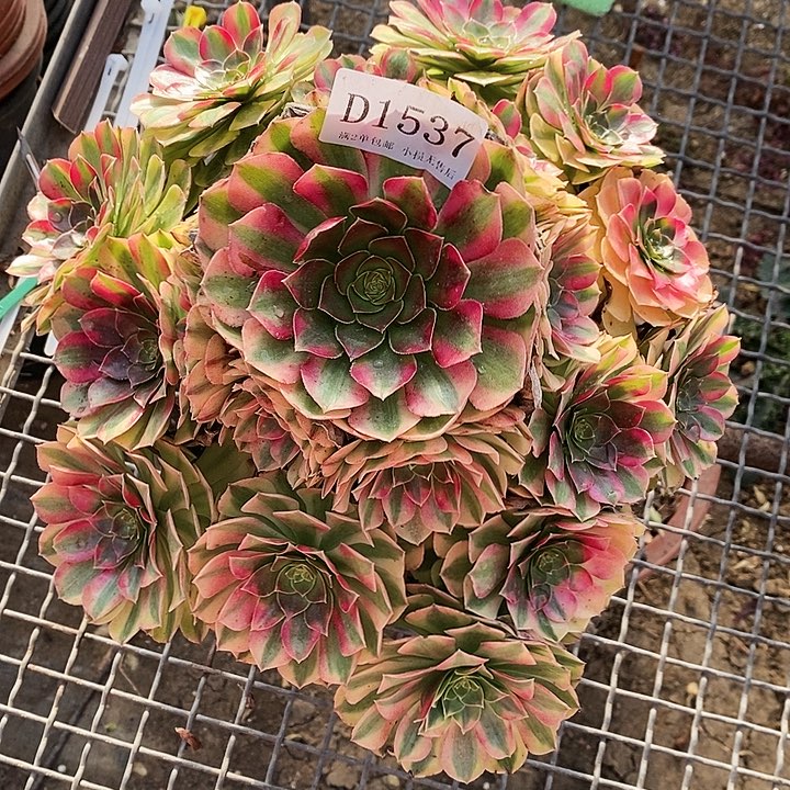 1537雨荷多肉福利款无售后