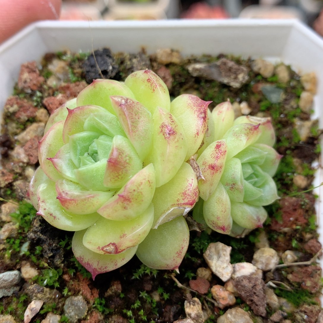 Q82 ，柿子多肉20包邮两天凑单