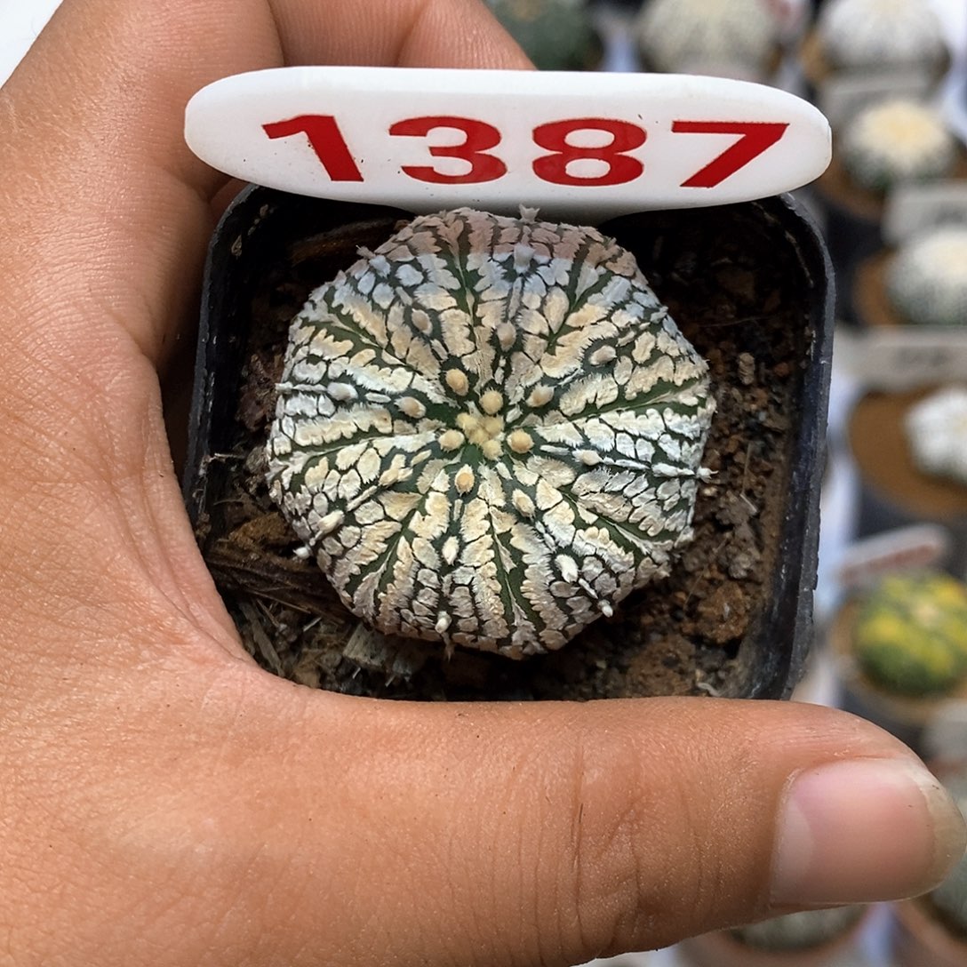 1387福利特价来了打