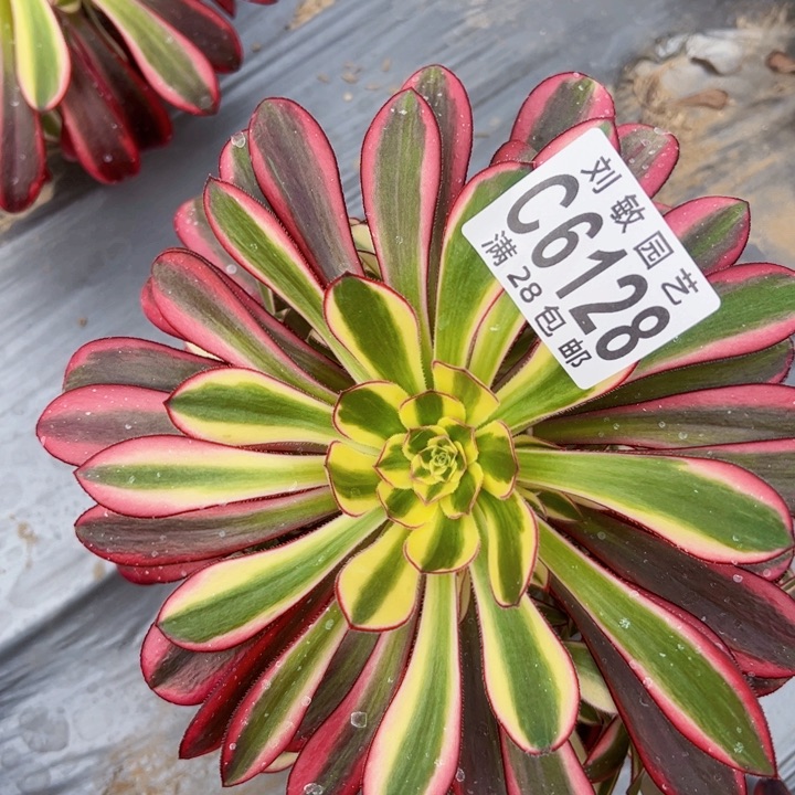 冰淇淋多肉植物法师6128