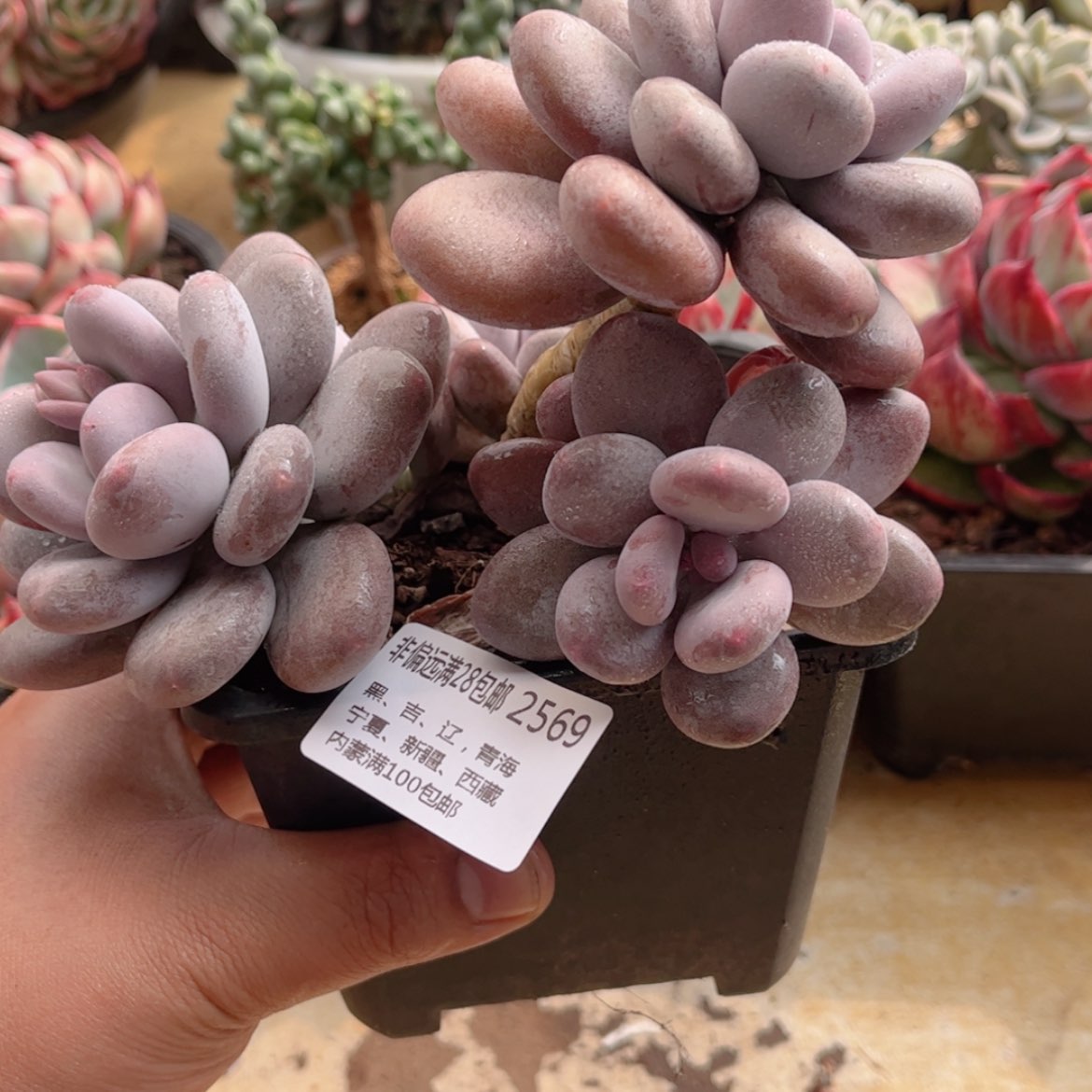 【闪购商品】2569秋美人