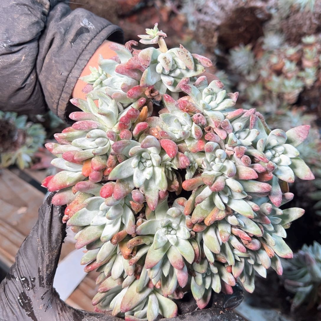 7711哈哈哈哈哈哈哈哈