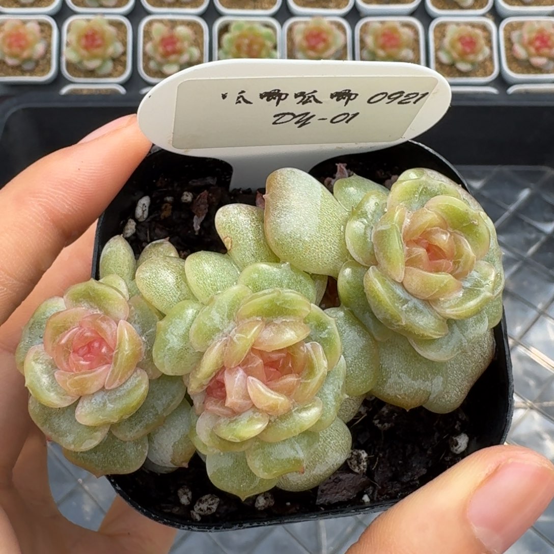 0921-1-彩恋群生f