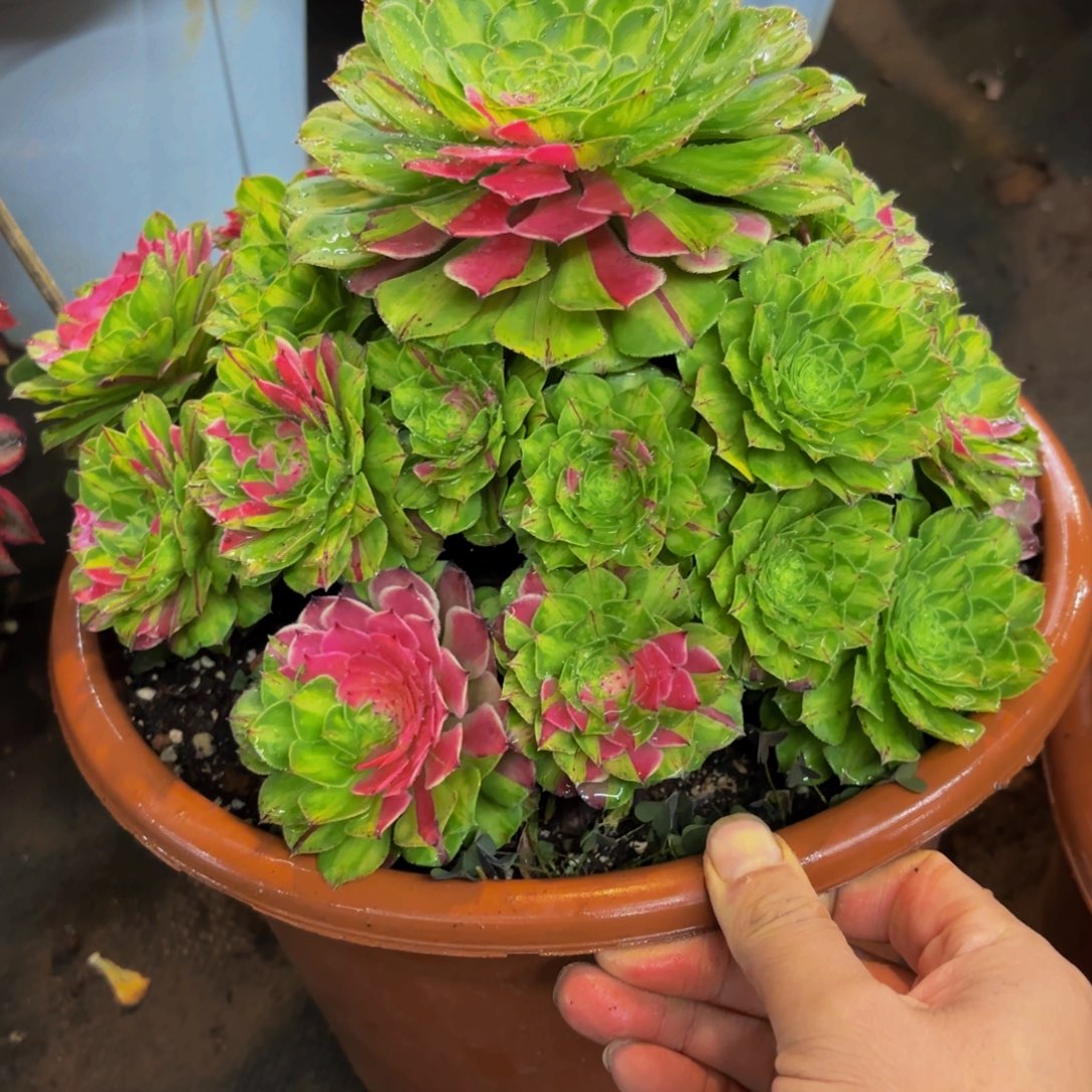 317多肉植物知否特价