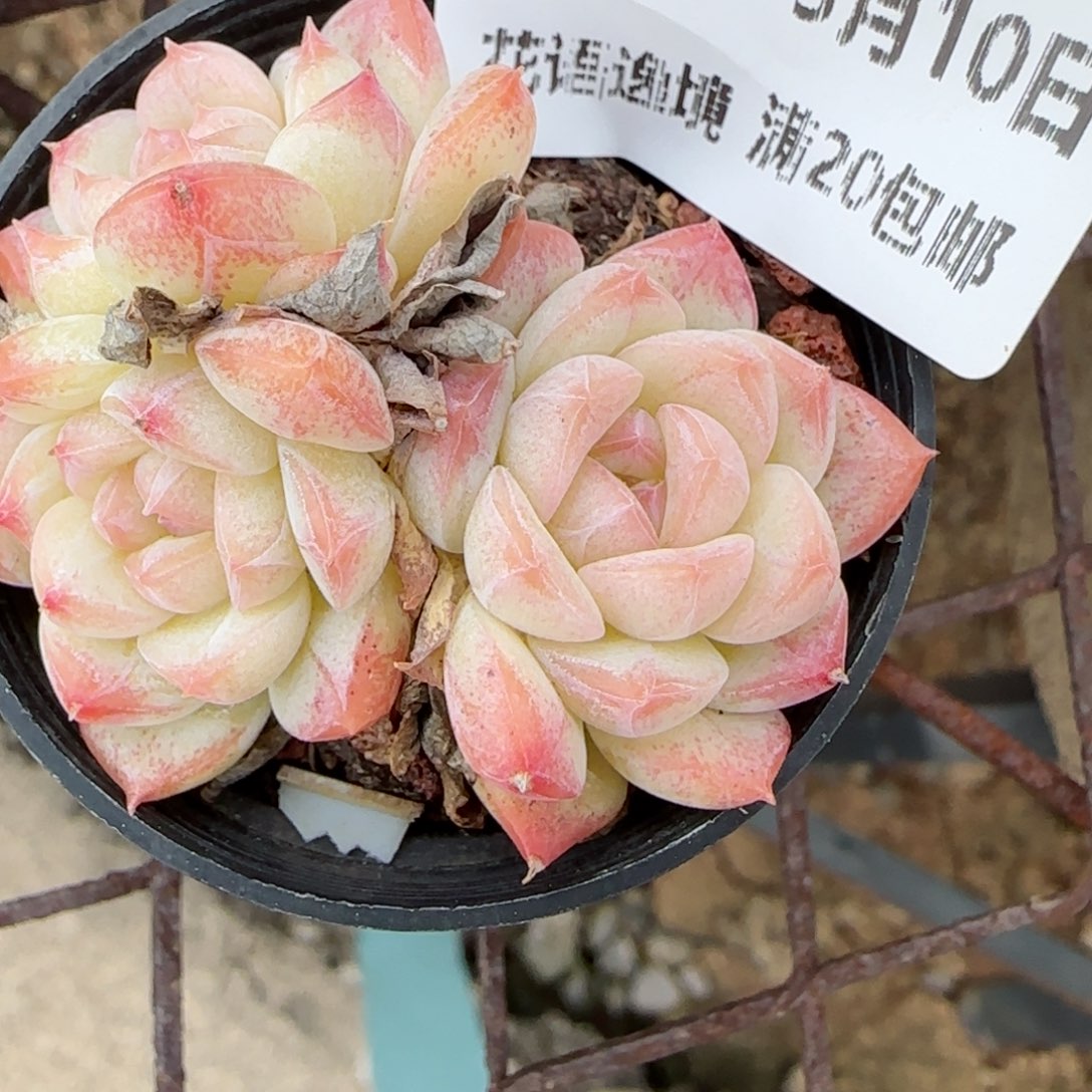 花语逸镜0310-182