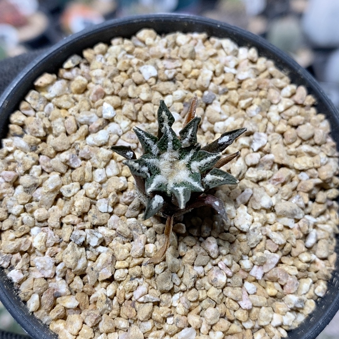 403号实生黑牡丹2.2cm