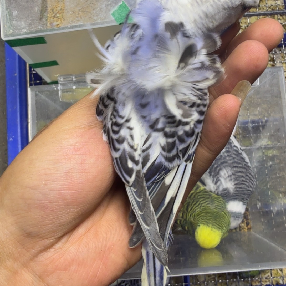 锕***蒂虎皮鹦鹉羽衣虎皮