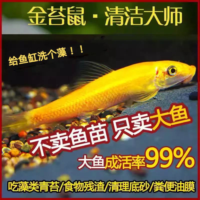 清道夫清洁鱼金苔鼠鱼热带观赏鱼青苔鼠老鼠鱼鱼缸除藻小型工具鱼