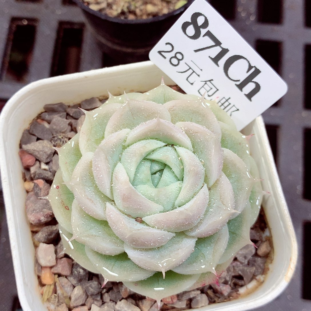 5厘米盆精控多肉871