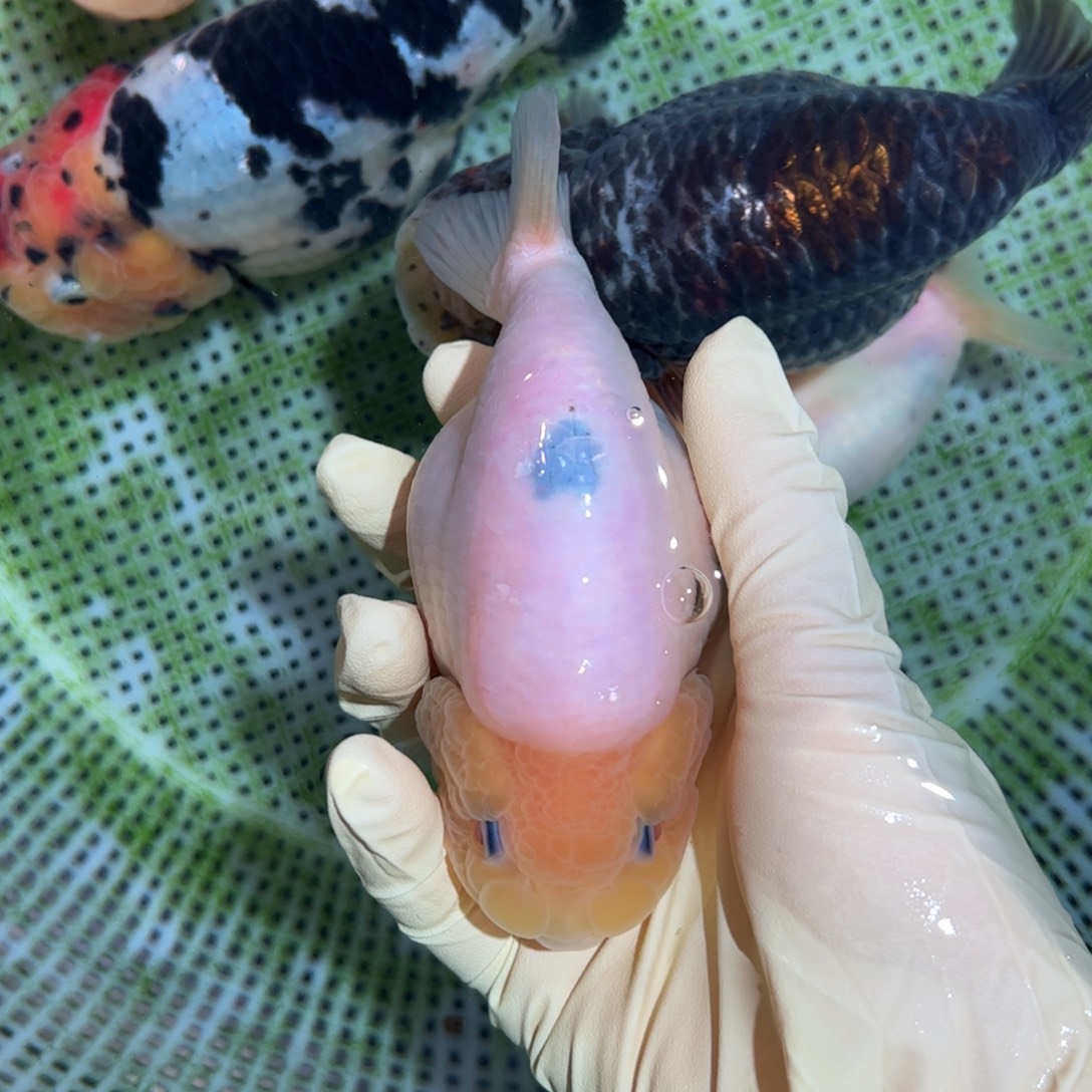 金鱼买够三条顺丰包邮陆运