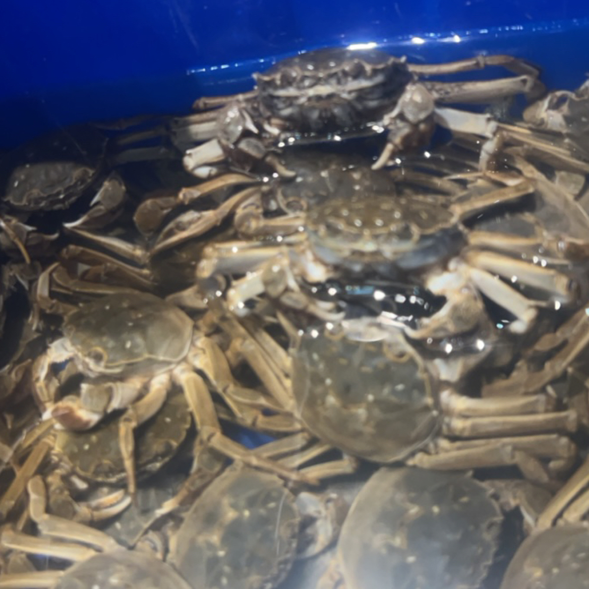 福利母河蟹约(10-12只500g)单只约0.8两