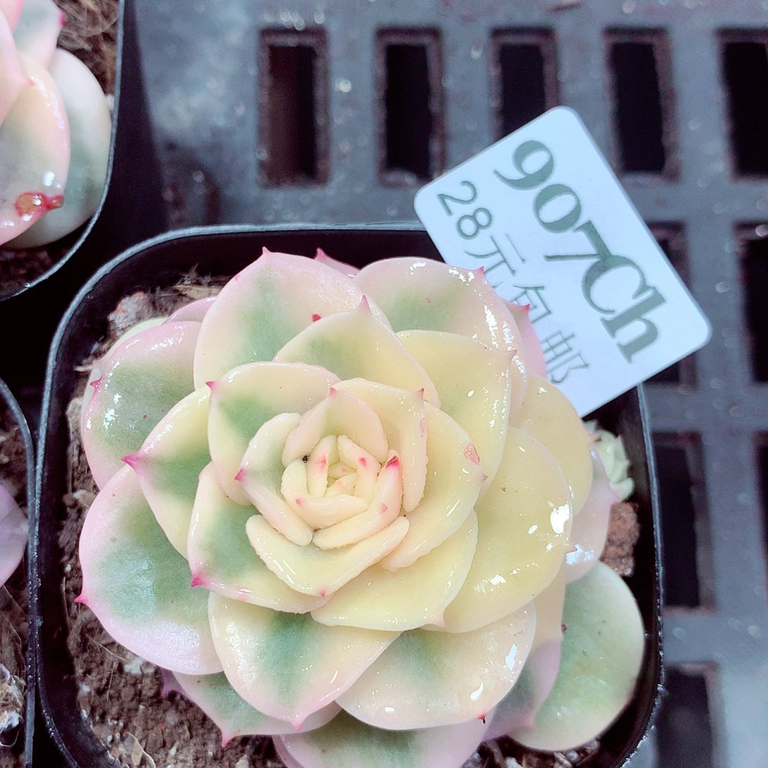 5厘米盆精控多肉907